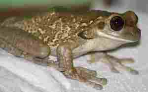 Sistema sanitario español: retrato, medidas decretadas por el Gobierno y propuestas alternativas (Segunda parte)