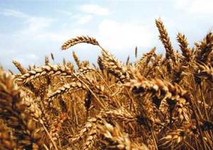 Cómo operar con maiz