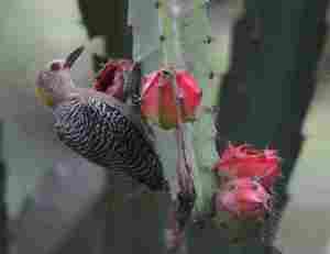 Valores Santander o bonos convertibles (también Popular, Sabadell, etc)