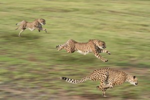 Tres estrategias con opciones