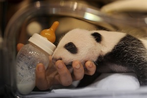 Grabación Webinar: Estrategias con Iron Condors Grabación Webinar: Estrategias con Iron Condors