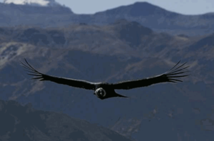 Trend Iron Condor Abril 2013: Scaling out.