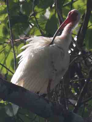 El gran fraude de las participaciones preferentes según el Defensor del Pueblo y analistas financieros