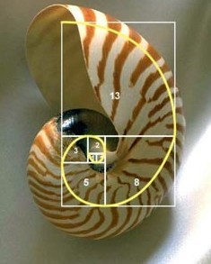Fibonacci en Forex: 0, 1, 1, 2, 3, 5, 8, 13, 21... 