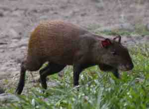 Cláusulas y prácticas abusivas en préstamos y tarjetas de crédito