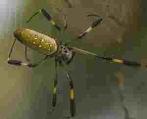 Participaciones preferentes: consumidores listillos o la gran estafa