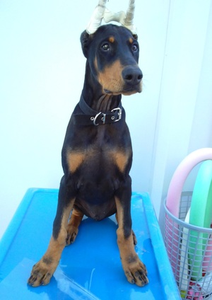 Un día de Perros...