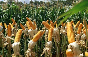 Futuros maíz