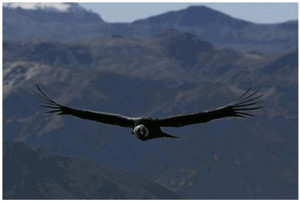 Evaluamos el sistema Trend Iron condor. Evaluamos el sistema Trend Iron condor.