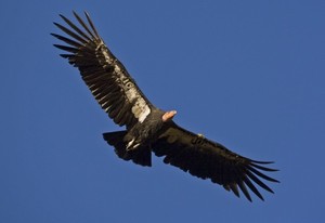 Trading sin dirección con opciones financieras – Iron Condor – 3ª parte