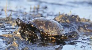 El petróleo de Canarias, la maldición futura de su economía