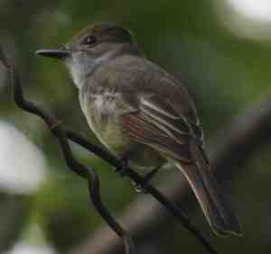 Reclamación por la compra de acciones de Bankia: preguntas y respuestas (FAQ)