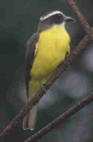 Comentario a la Sentencia del Tribunal Supremo de 10 de septiembre de 2014