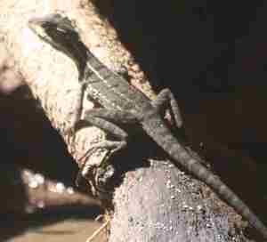 Yo también soy Charlie. Libertad de expresión y religiosa, blasfemia, fascismos