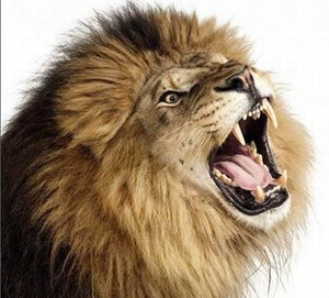 Vender lo débil para comprar lo fuerte, un principio de trading