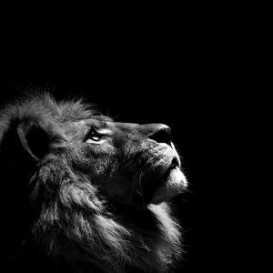 La actitud es lo que cuenta en el trading