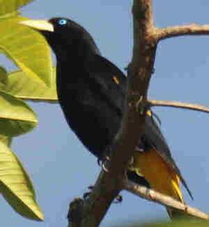 Segunda sentencia de la Audiencia de Oviedo  y varias de Juzgados sobre las acciones de Bankia, plazos y acumulacion