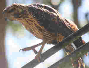 No incorporación de cláusula suelo al contrato de préstamo y devolución de lo pagado