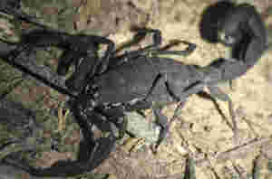 Auto TJUE de 11-6-2015: abusividad de las cláusulas sobre interés moratorio y vencimiento anticipado del préstamo