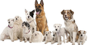 Como batir al mercado invirtiendo en perros