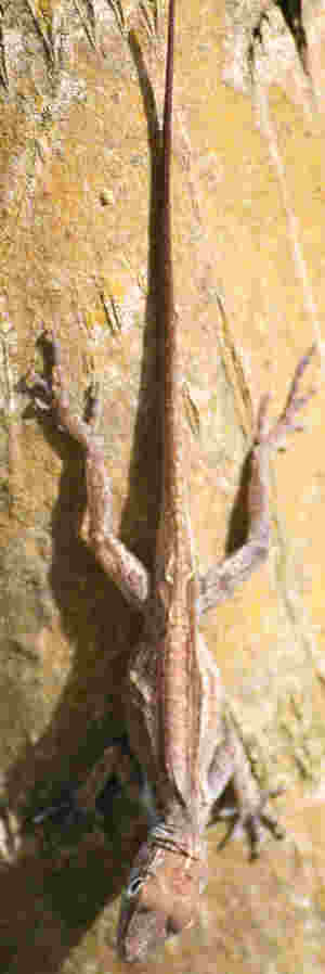 Cuestión prejudicial sobre los efectos de la nulidad de la cláusula suelo