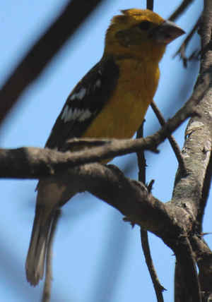 Comentario a la Sentencia del Tribunal Europeo sobre la cláusula suelo y su aplicación