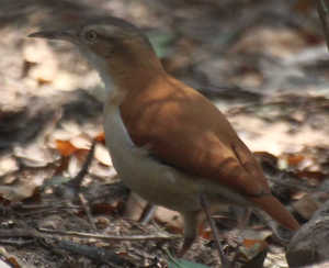 Comentario a la Sentencia del Tribunal Europeo sobre la cláusula suelo y su aplicación