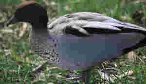 Invalidez de la renuncia a reclamar la devolución de cantidades cuando se firma acuerdo para elimina el suelo