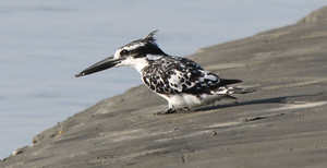 Sentencia del TJUE de 20 de septiembre, hipoteca multidivisa y falta de transparencia