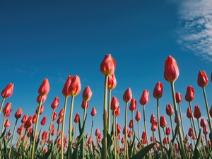 La Tulipomanía La Tulipomanía