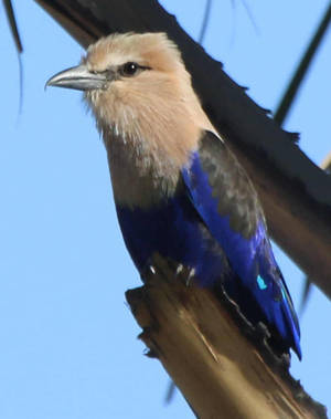 Sentencia del Tribunal Supremo sobre una hipoteca multidivisa y control de transparencia