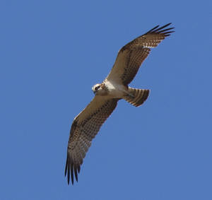 Crítica a la sentencia del Tribunal Supremo sobre el IRPH y su falta de transparencia