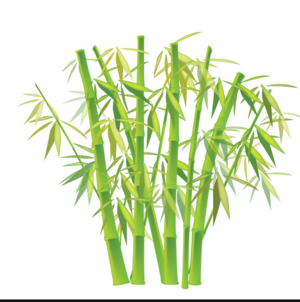 El Bambú como el Trader