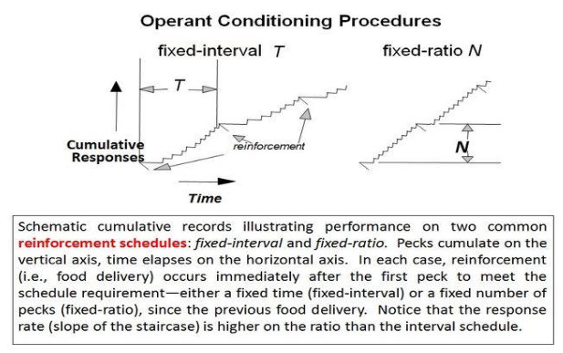 operanto conditioning