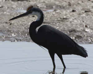 Estructurados, CFAs, Contratos de compra-venta de opciones