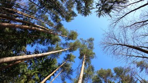 Obtención de sello ISR