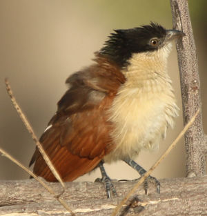La Sentencia del Tribunal Supremo sobre la imposibilidad de anular la compra de acciones en Bolsa contradice al TJUE