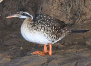 La Sentencia del Tribunal Supremo sobre la imposibilidad de anular la compra de acciones en Bolsa contradice al TJUE