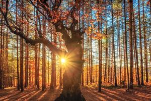 ¿Qué es la inversión sostenible?