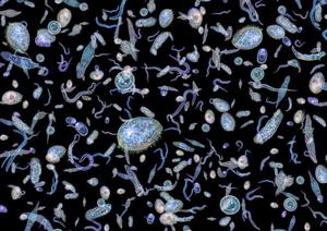 El plancton que alimenta a las ballenas - Desmontando el mantra de la gestión pasiva