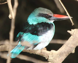 Cuestiones de importancia en las conclusiones del Abogado General sobre el IRPH