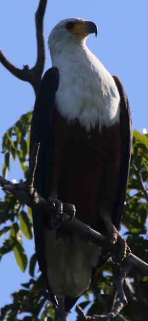 ¿Están prohibidas las indemnizaciones a quienes compraron acciones del Banco Popular en Bolsa?