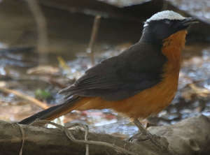 Posibilidades de defensa en las ejecuciones ya tramitadas