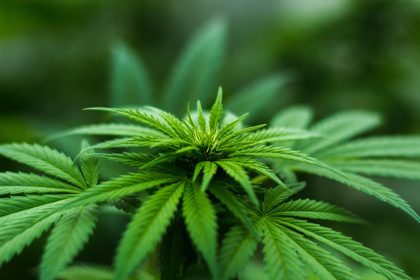 El peligro de invertir en modas. El ejemplo de inversión en empresas de Cannabis en 2019