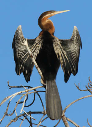 Sentencia del TJUE sobre el IRPH