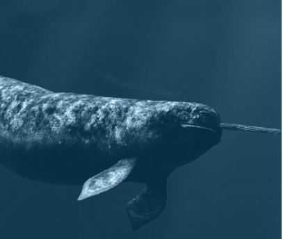 narval primer trimestre 2020