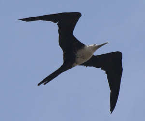 Sentencia del Juzgado especializado de Oviedo que aplica la del TJUE sobre gastos de constitución de hipoteca