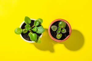 Los principales índices ISR (Inversión Socialmente Responsable)