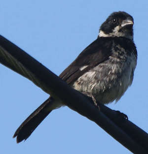 Crítica de las sentencias TS de 5-11-2020 sobre los acuerdos novatorios del suelo