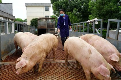 Situación del mercado de Cerdos en China después de nuevos casos de ASF (African Swine Fever).